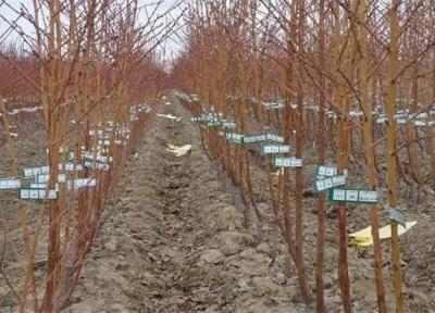 خاله زینب تا به حال 3000 درخت کاشته