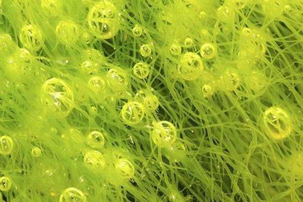 ساخت سلول های انرژی قدرتمند با جلبک های دریایی