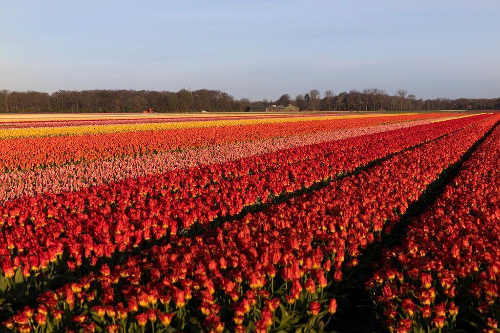 صنعت گل هلند با کرونا نابود شد