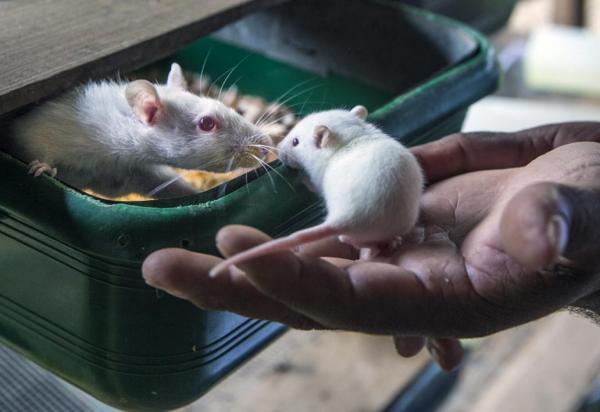 چگونه می توان موش ها را اجتماعی تر کرد؟