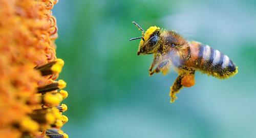 دنیا بدون زنبور چگونه است؟