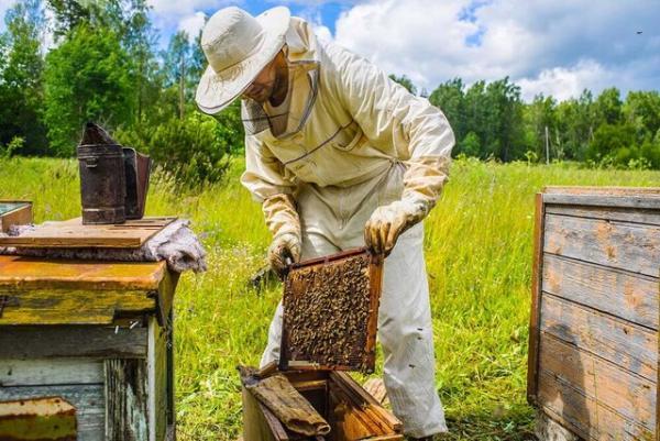 طراحی سیستم مدیریت زنبورستان و کندوی هوشمند بیدار با حمایت صندوق نوآوری