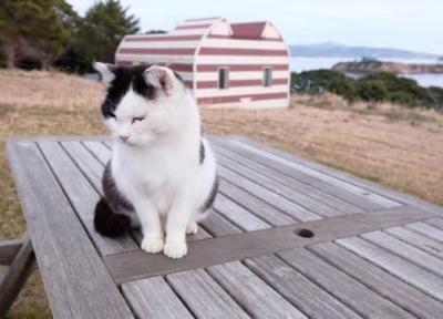 جزیره تاشیروجیما در ژاپن، بهشتی برای دوستداران گربه